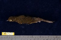 藏品(栗背林鴝)的圖片